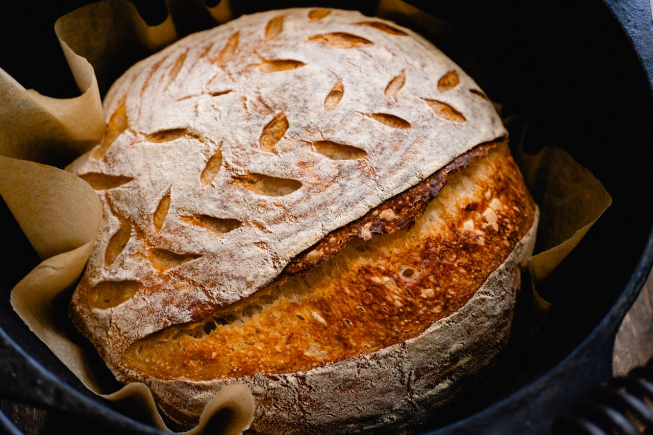Otis | Sourdough Starter - The Peony Haus