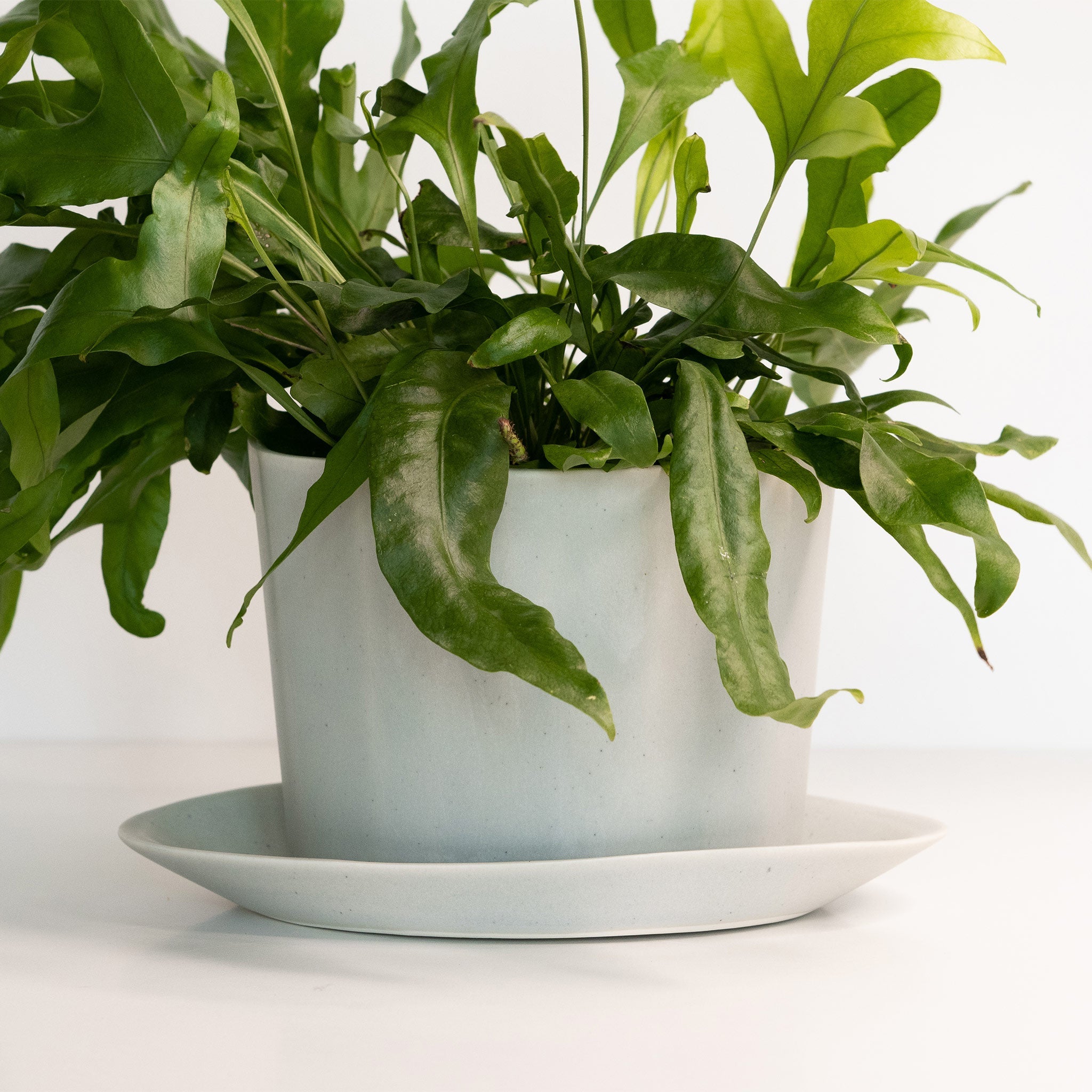 Geometric Oval Handmade Porcelain Planter - The Peony Haus
