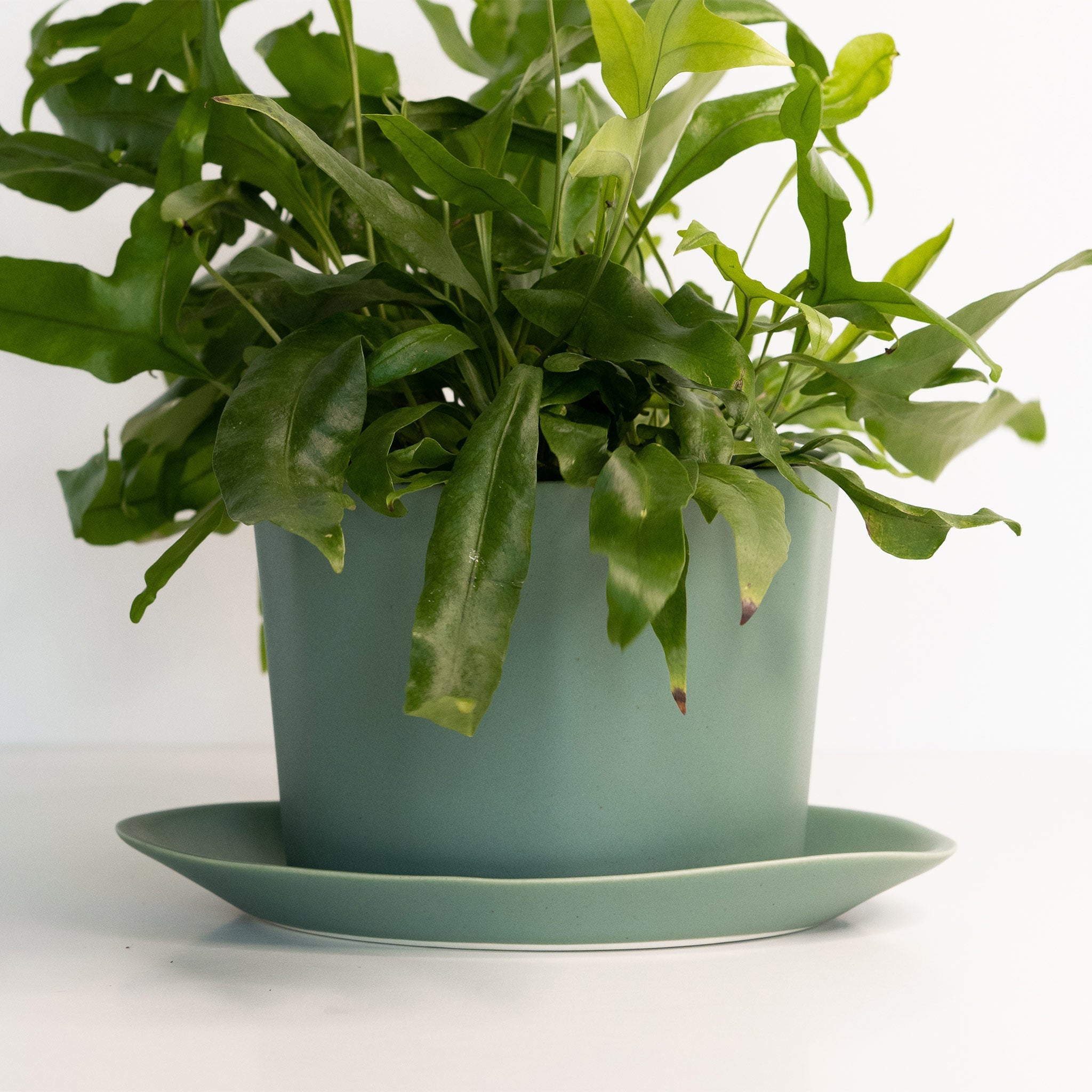 Geometric Oval Handmade Porcelain Planter - The Peony Haus