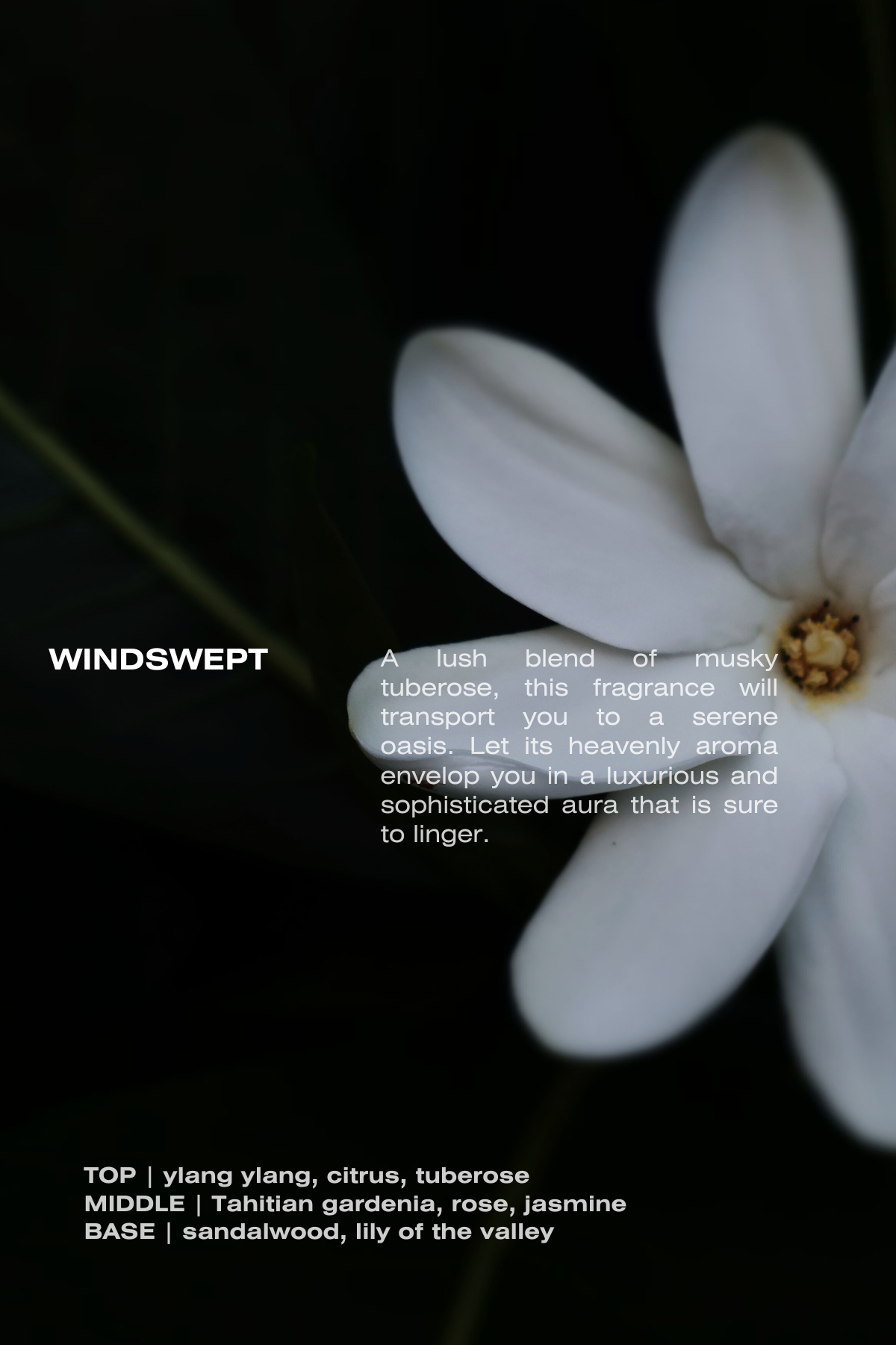 Windswept Eau De Parfum - The Peony Haus