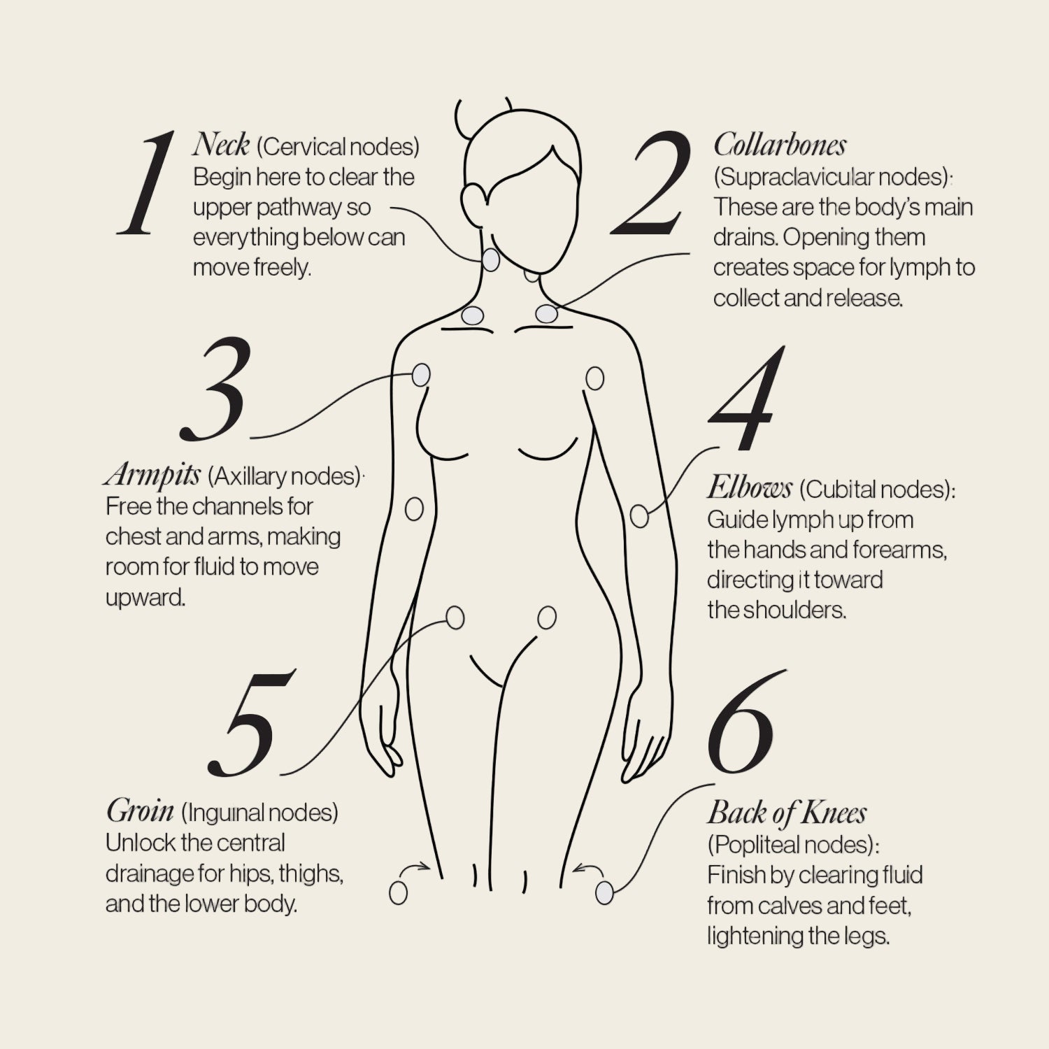 Movement Essentials & Lymphatic System Support