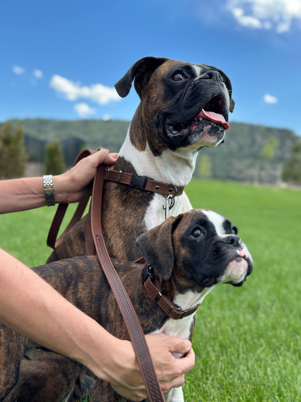 Celtic Sport Chocolate Leather Dog Leash