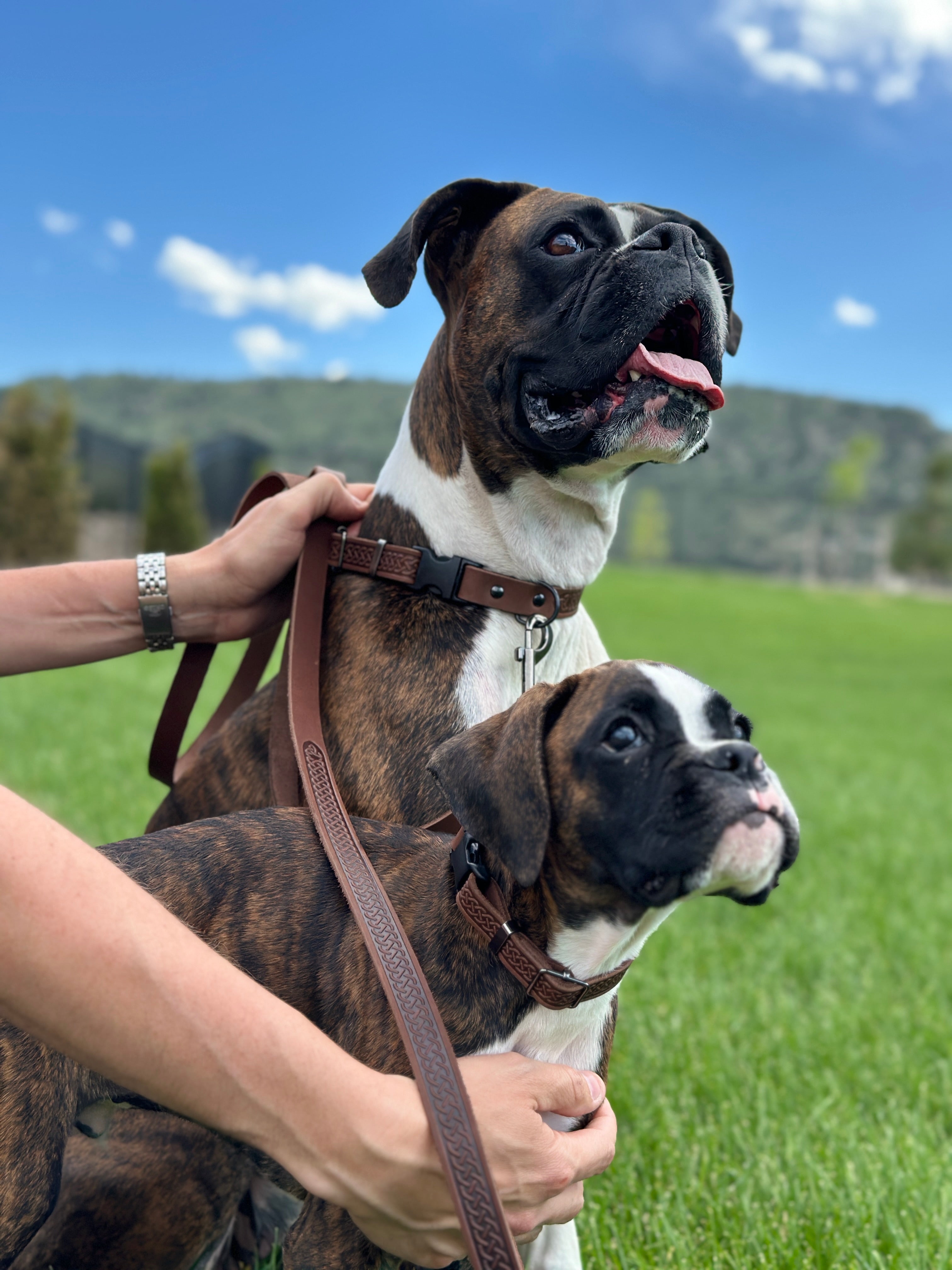 Celtic Sport Chocolate Leather Dog Leash