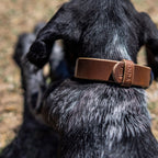 The Dog Collar - The Peony Haus