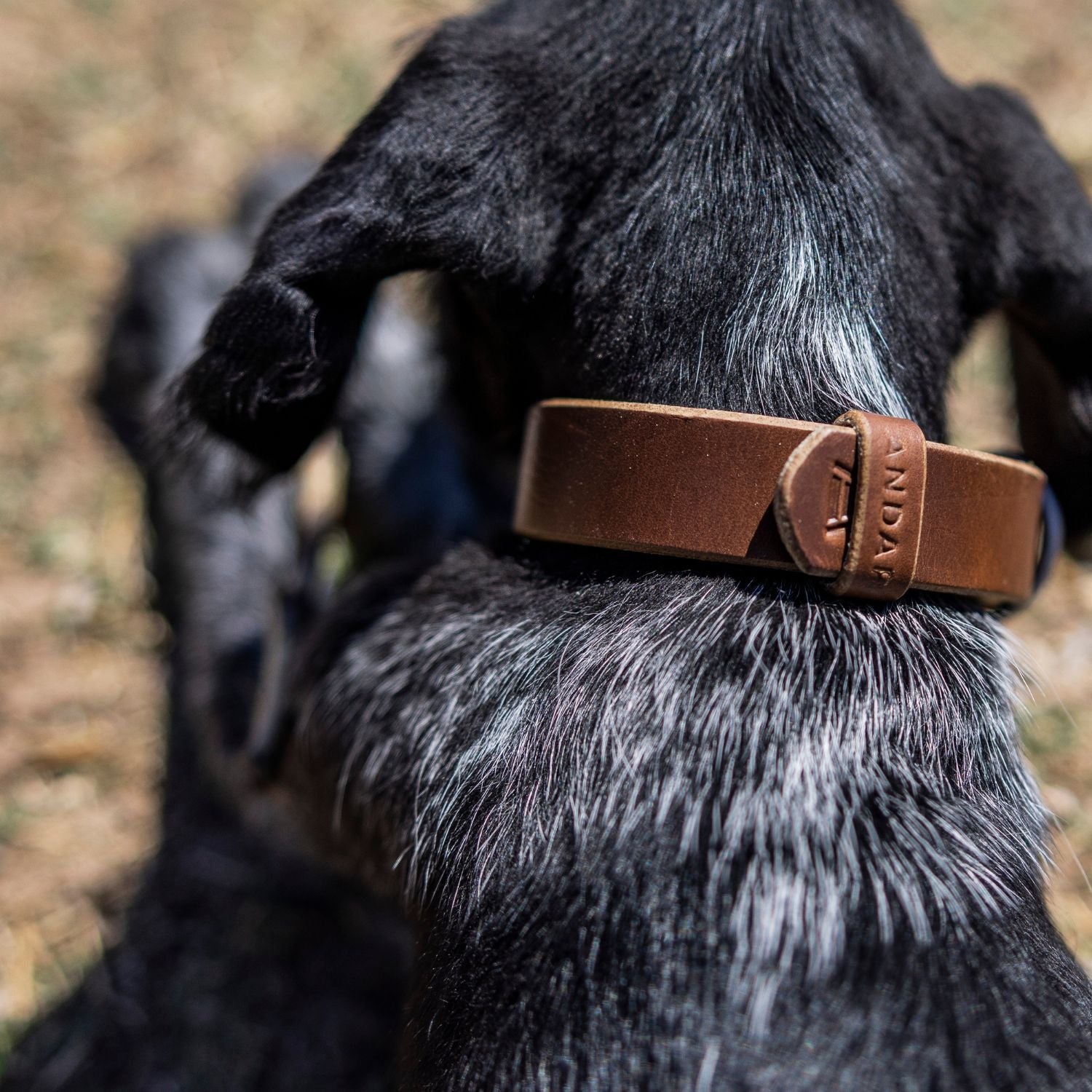 The Dog Collar - The Peony Haus