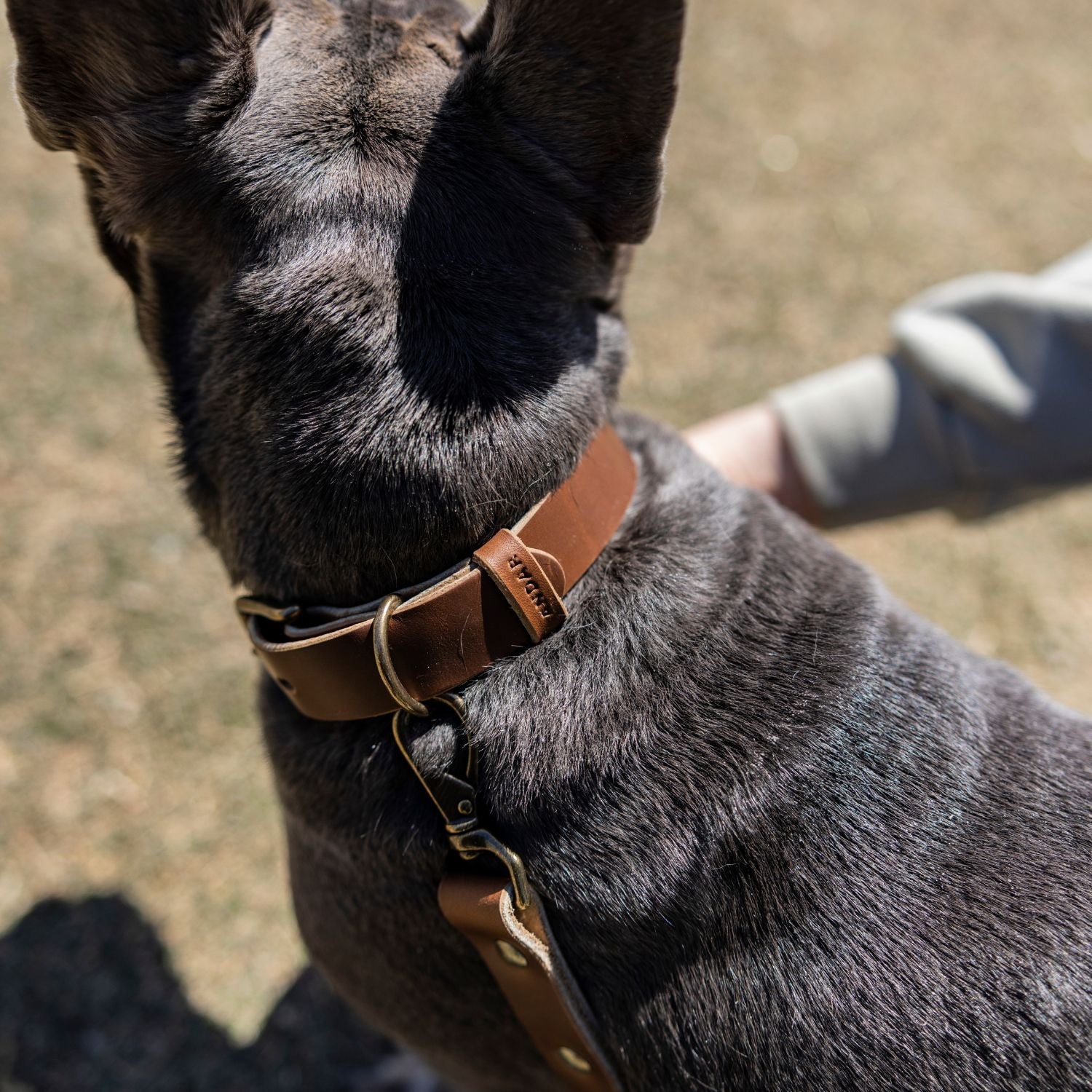 The Dog Collar - The Peony Haus