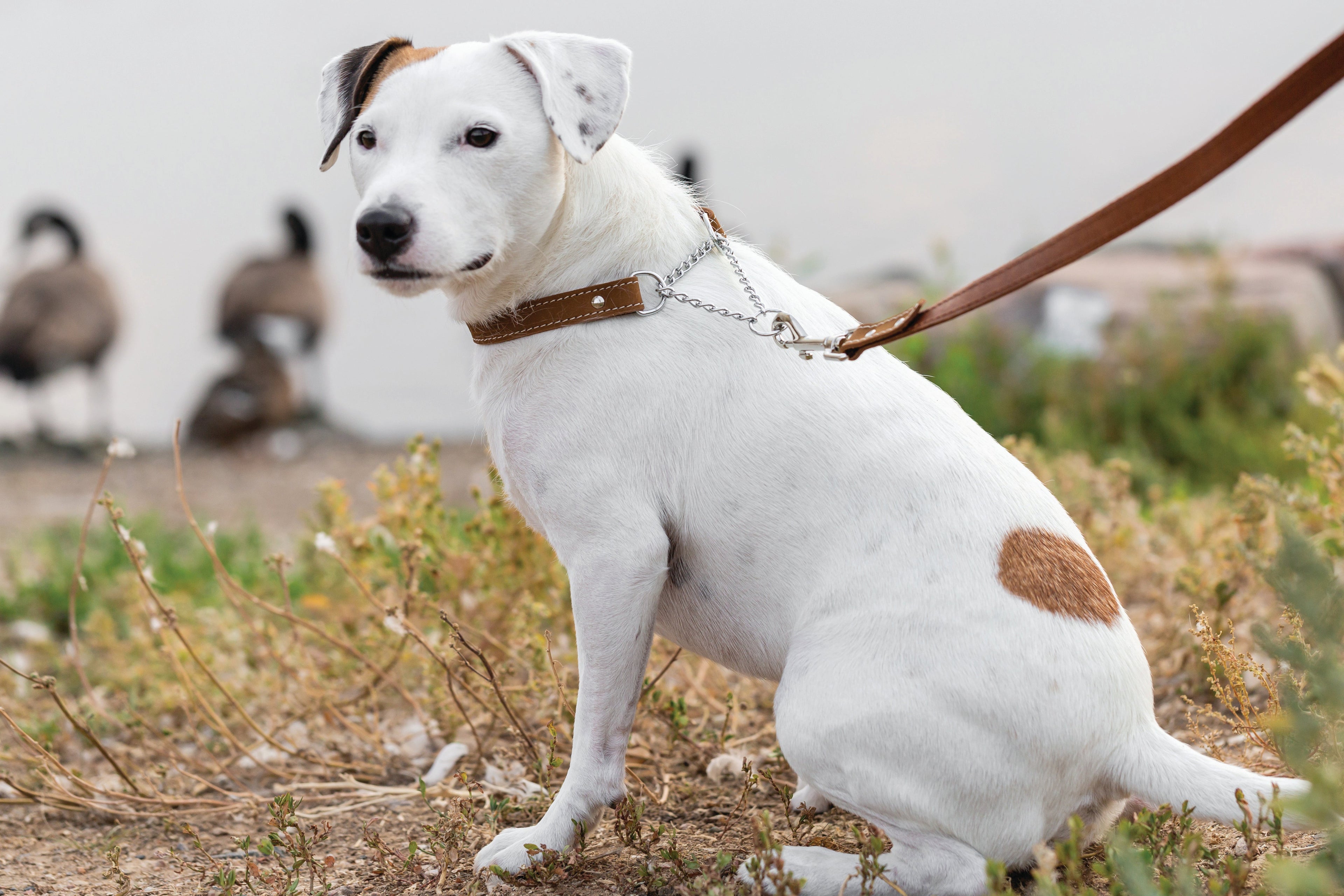 Martingale Earth Brown Leather Dog Collar