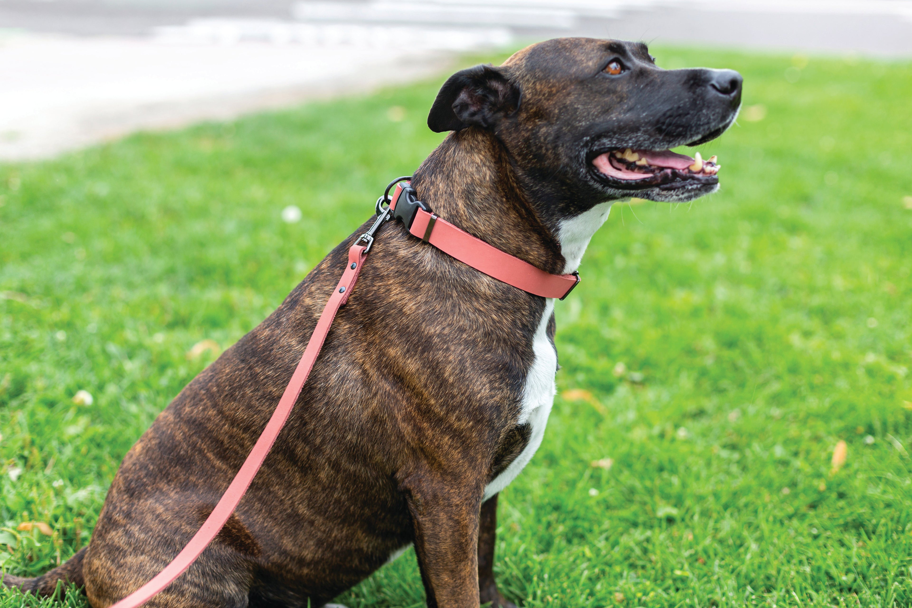 Sport Style Coral Reef Leather Dog Collar