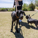 The Dog Collar - The Peony Haus
