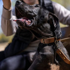 The Dog Collar - The Peony Haus