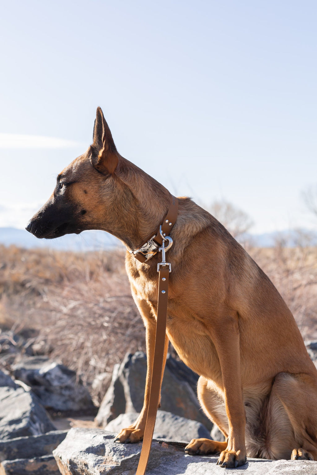 Modern Style Quick-Release Earth Brown Leather Dog Collar