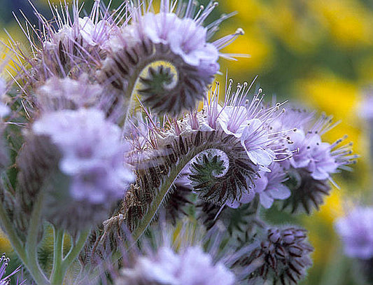 Lacy Phacelia