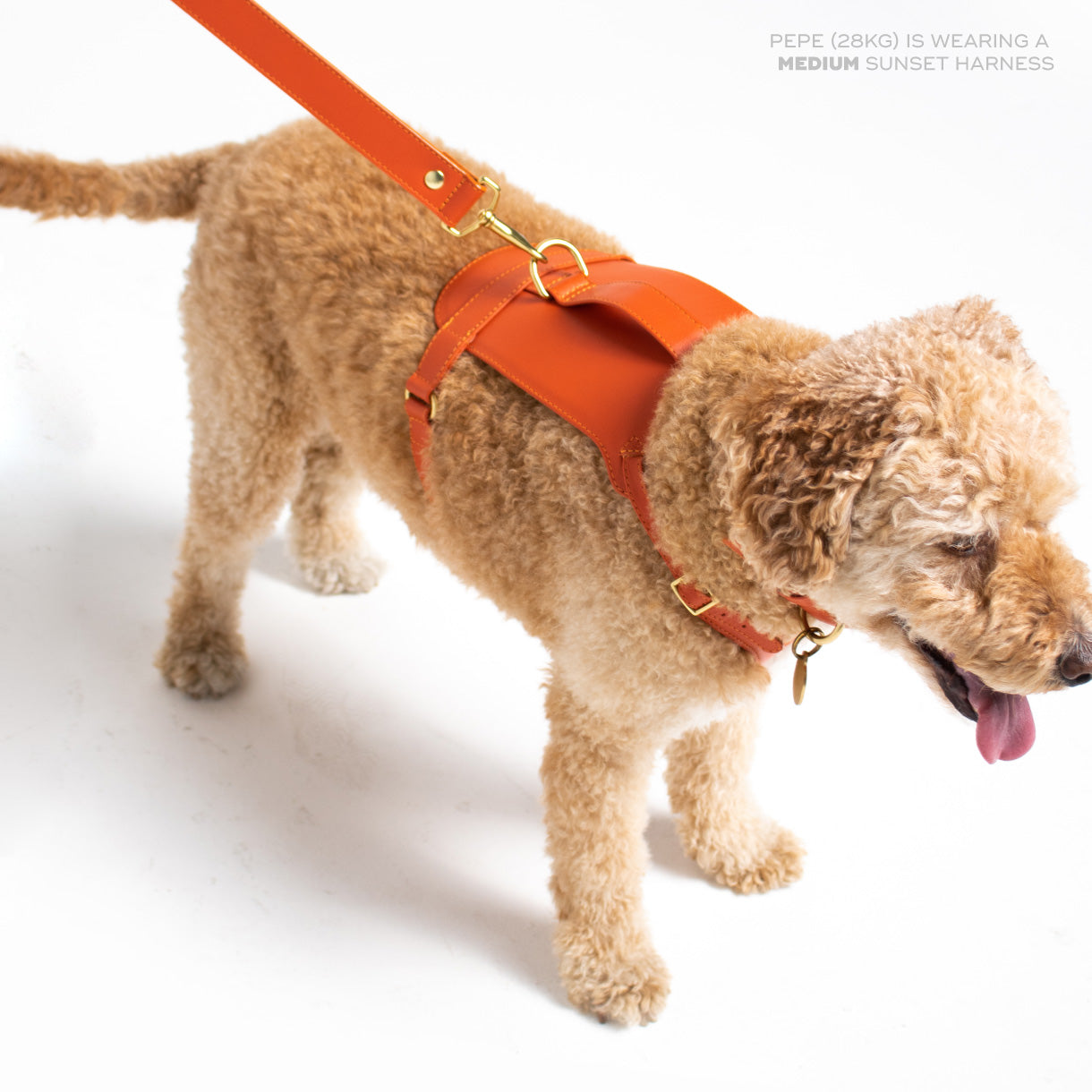 Sunset Heritage Harness