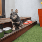 Stainless Steel Pet Bowl – Non-Slip, Durable & Dishwasher Safe | 32oz and 64oz