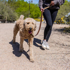 The Dog Collar - The Peony Haus
