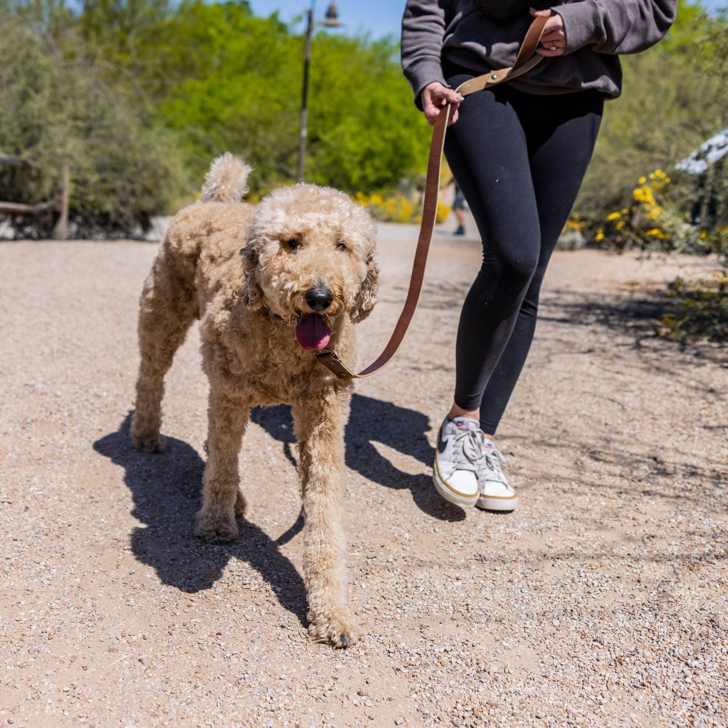 The Dog Collar - The Peony Haus