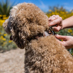 The Dog Collar - The Peony Haus