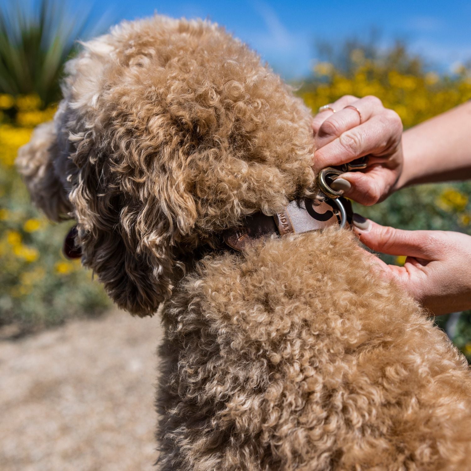 The Dog Collar - The Peony Haus