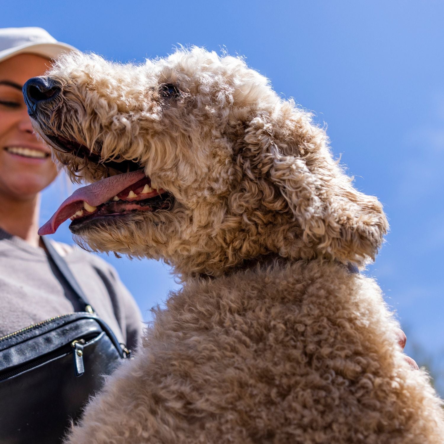 The Dog Collar - The Peony Haus