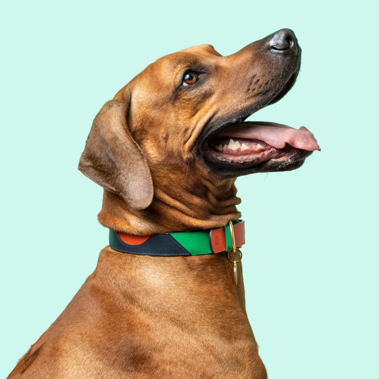 Loyal Collar