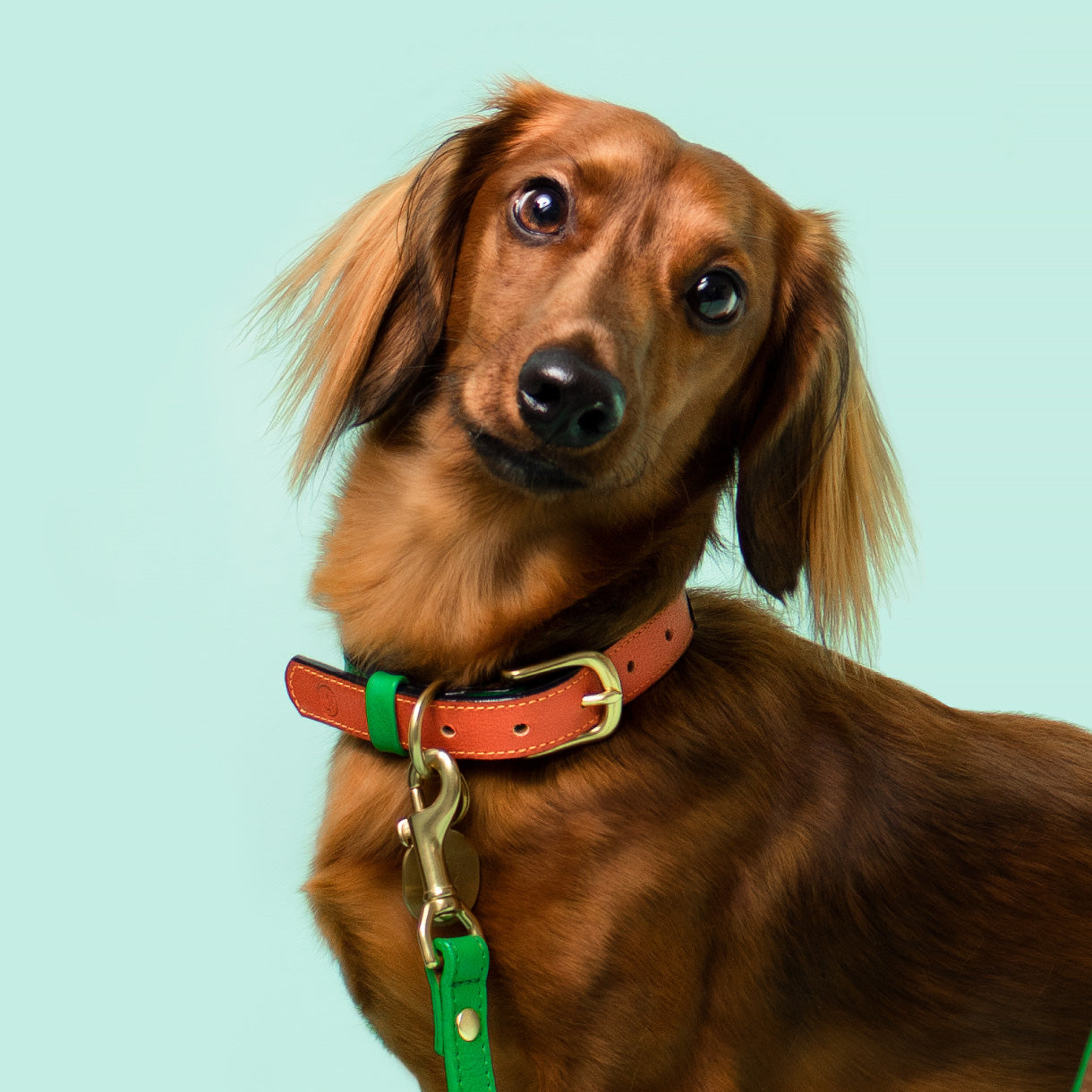 Loyal Collar