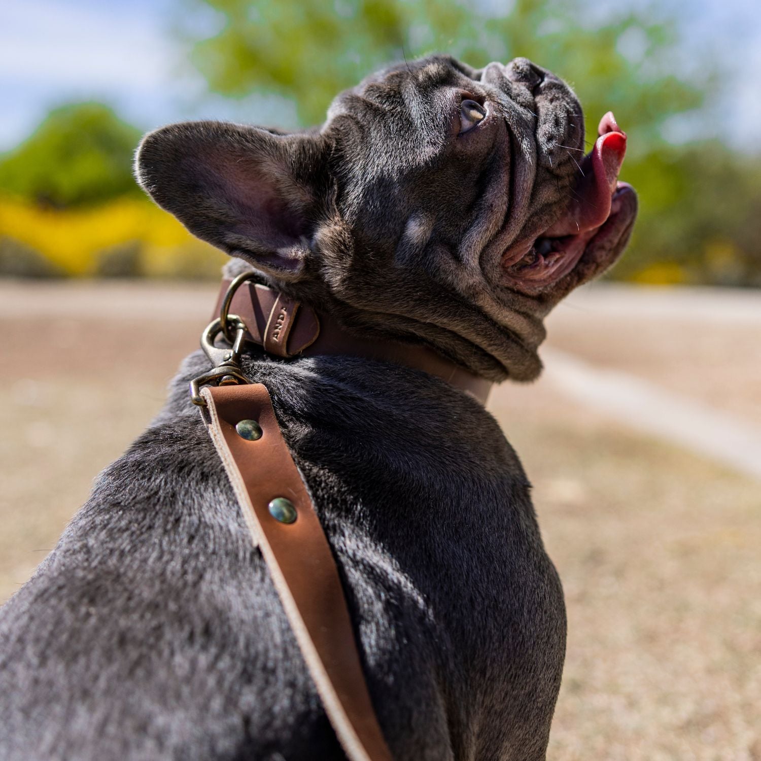The Dog Collar - The Peony Haus