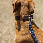 The Dog Collar - The Peony Haus