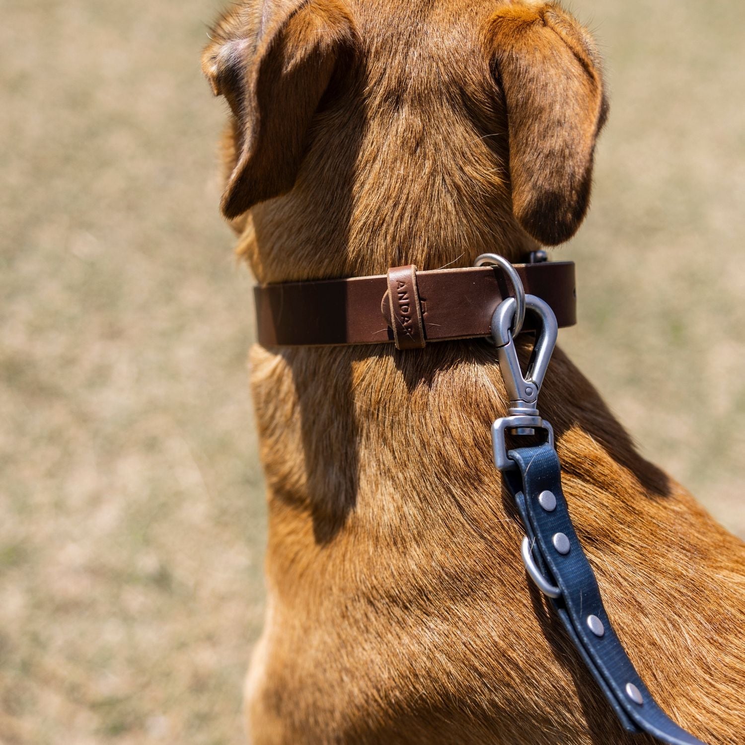The Dog Collar - The Peony Haus