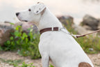 Martingale Chocolate Leather Dog Collar