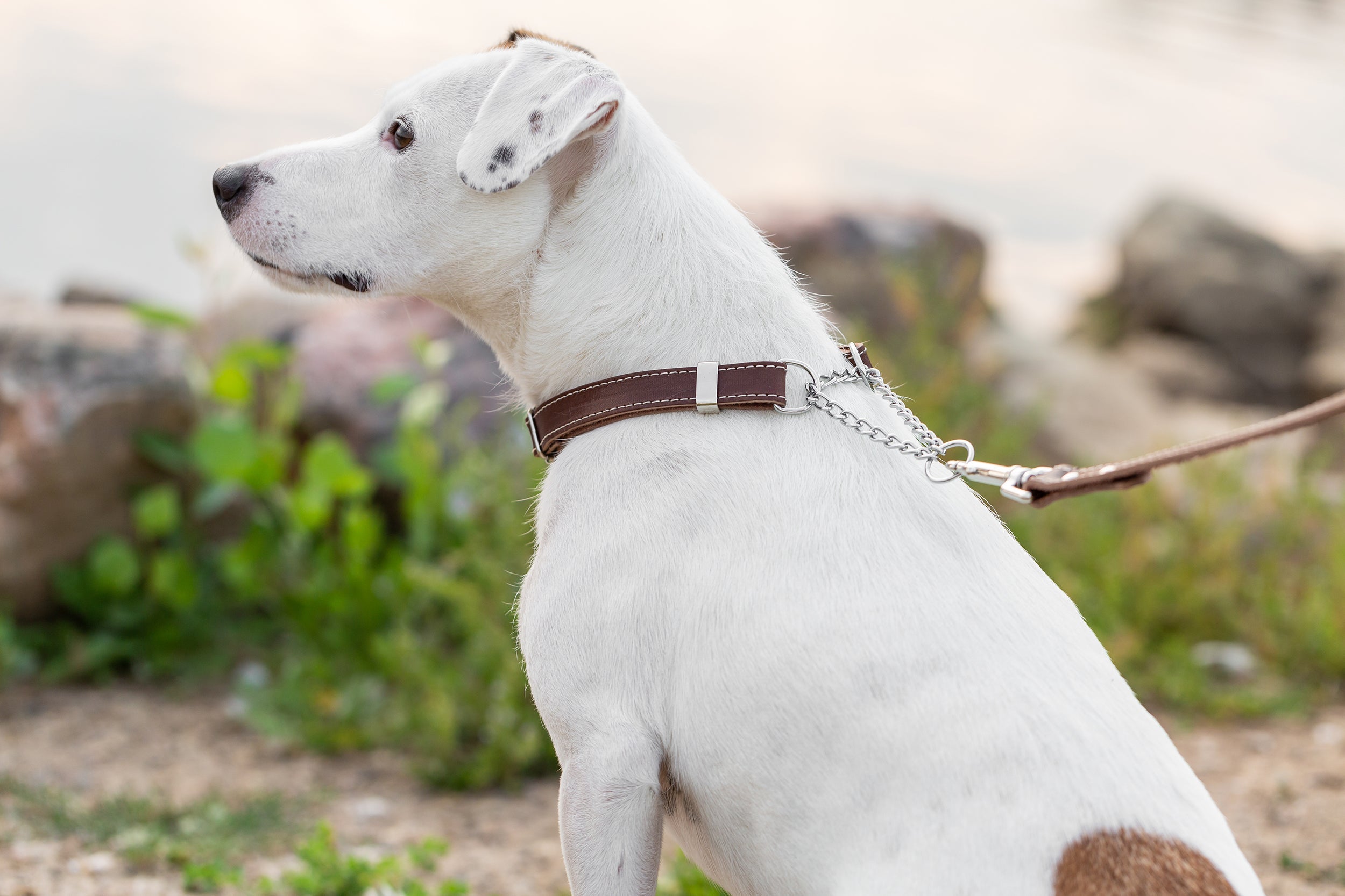 Martingale Chocolate Leather Dog Collar