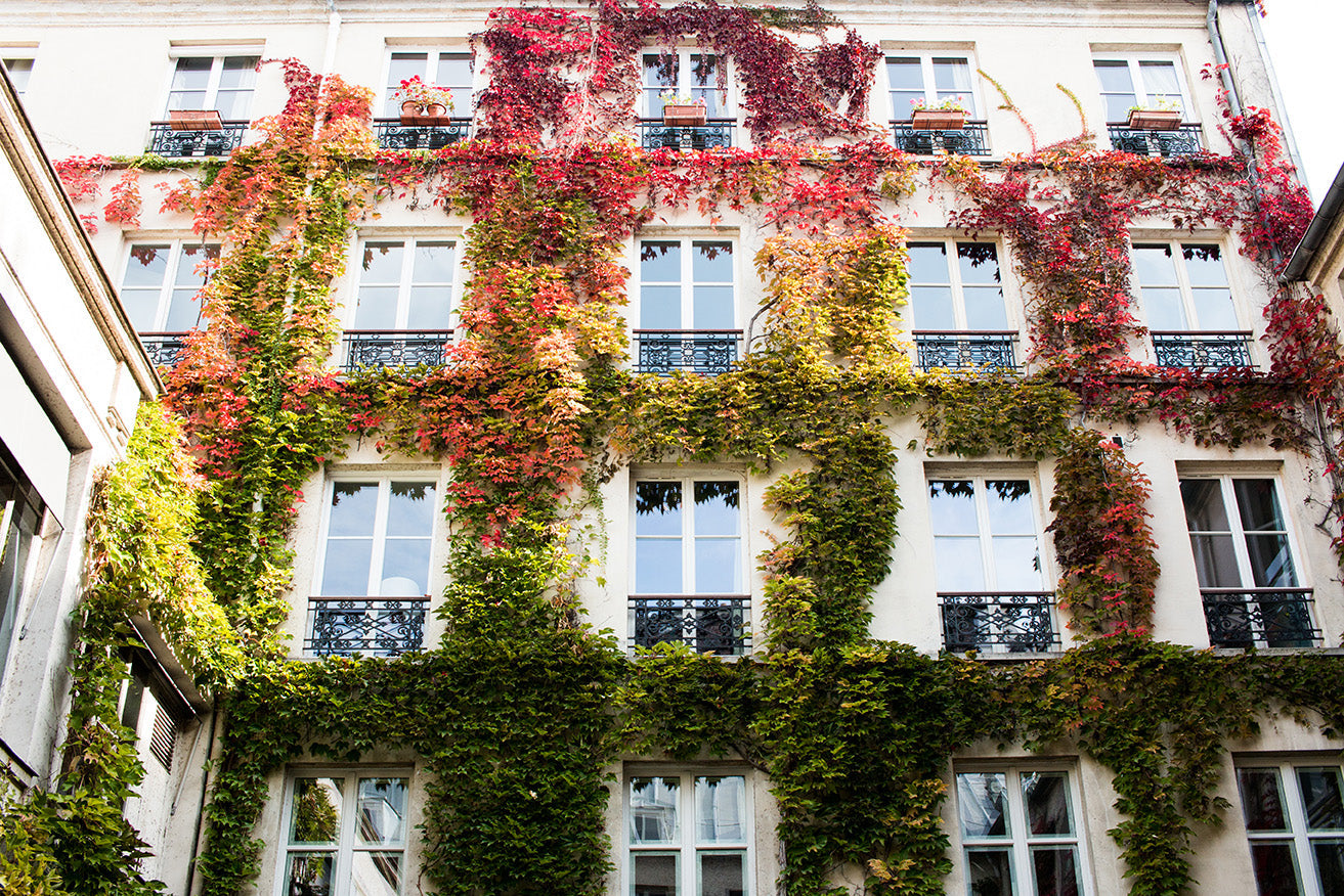 Autumn Ivy in Paris Print