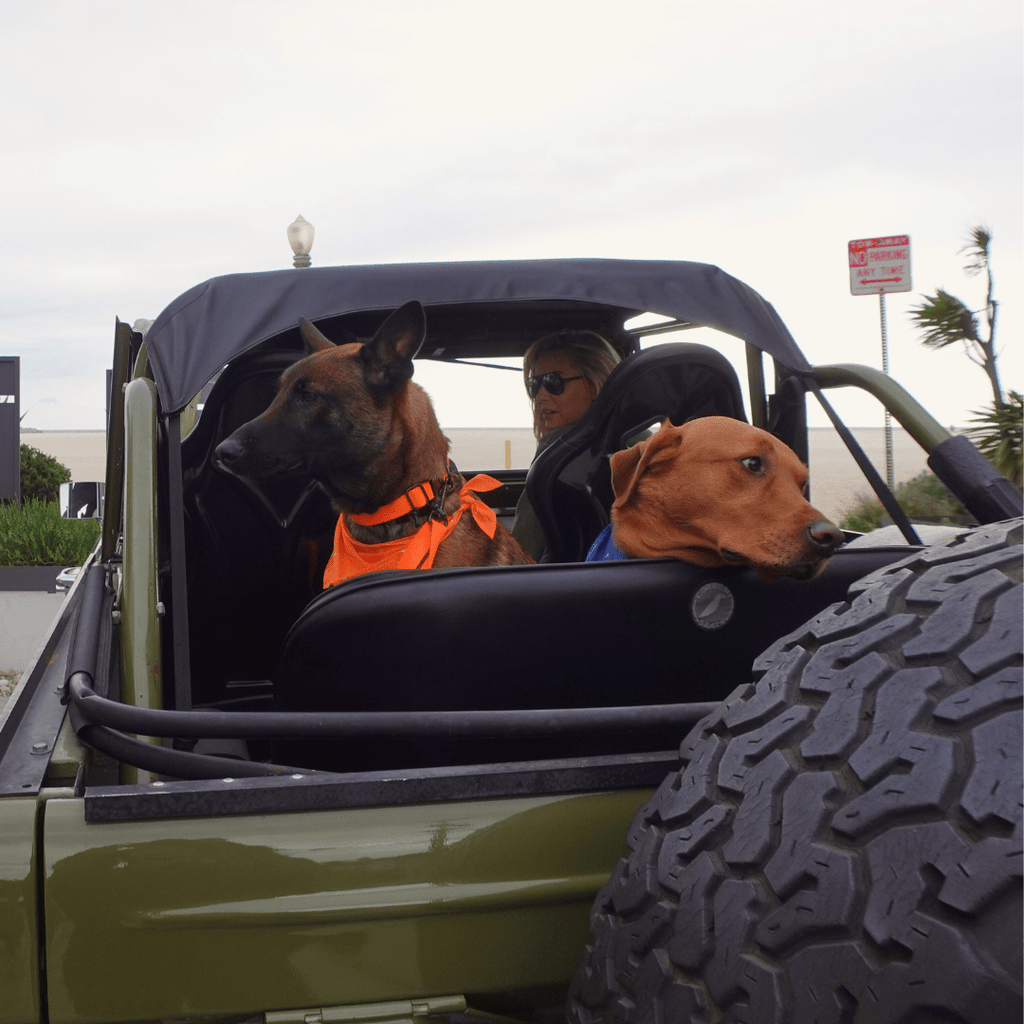 Malibu Sunset Sustainable Hemp Cotton Adjustable Dog Collar– Durable & Soft