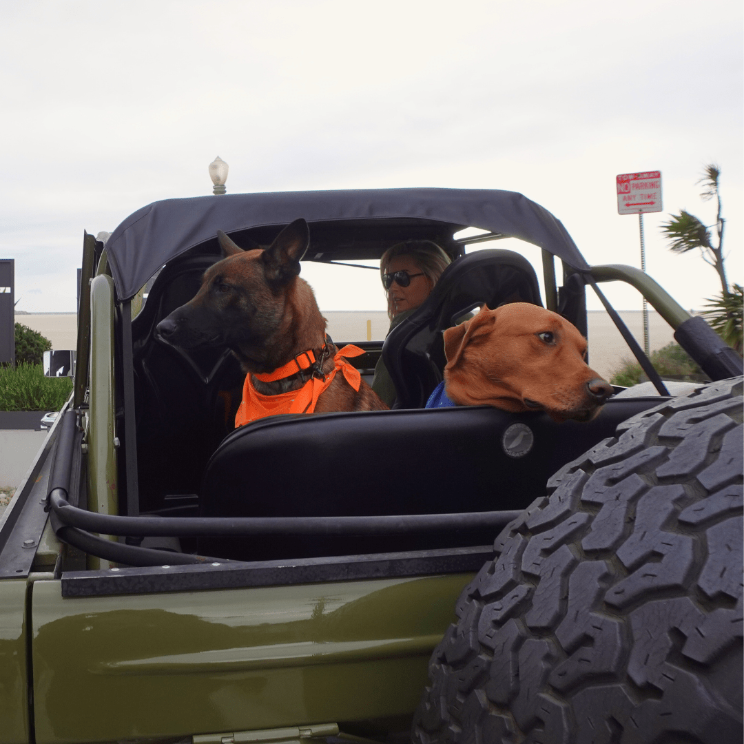 Malibu Sunset Sustainable Hemp Cotton Adjustable Dog Collar– Durable & Soft