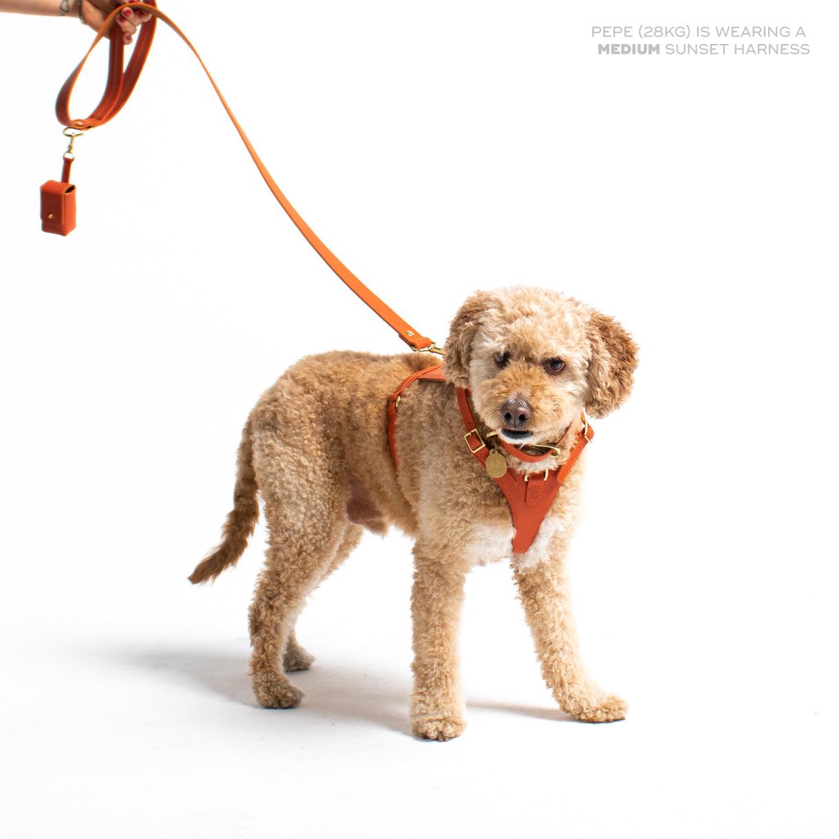Sunset Heritage Harness