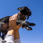 The Dog Collar - The Peony Haus