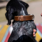 The Dog Collar - The Peony Haus