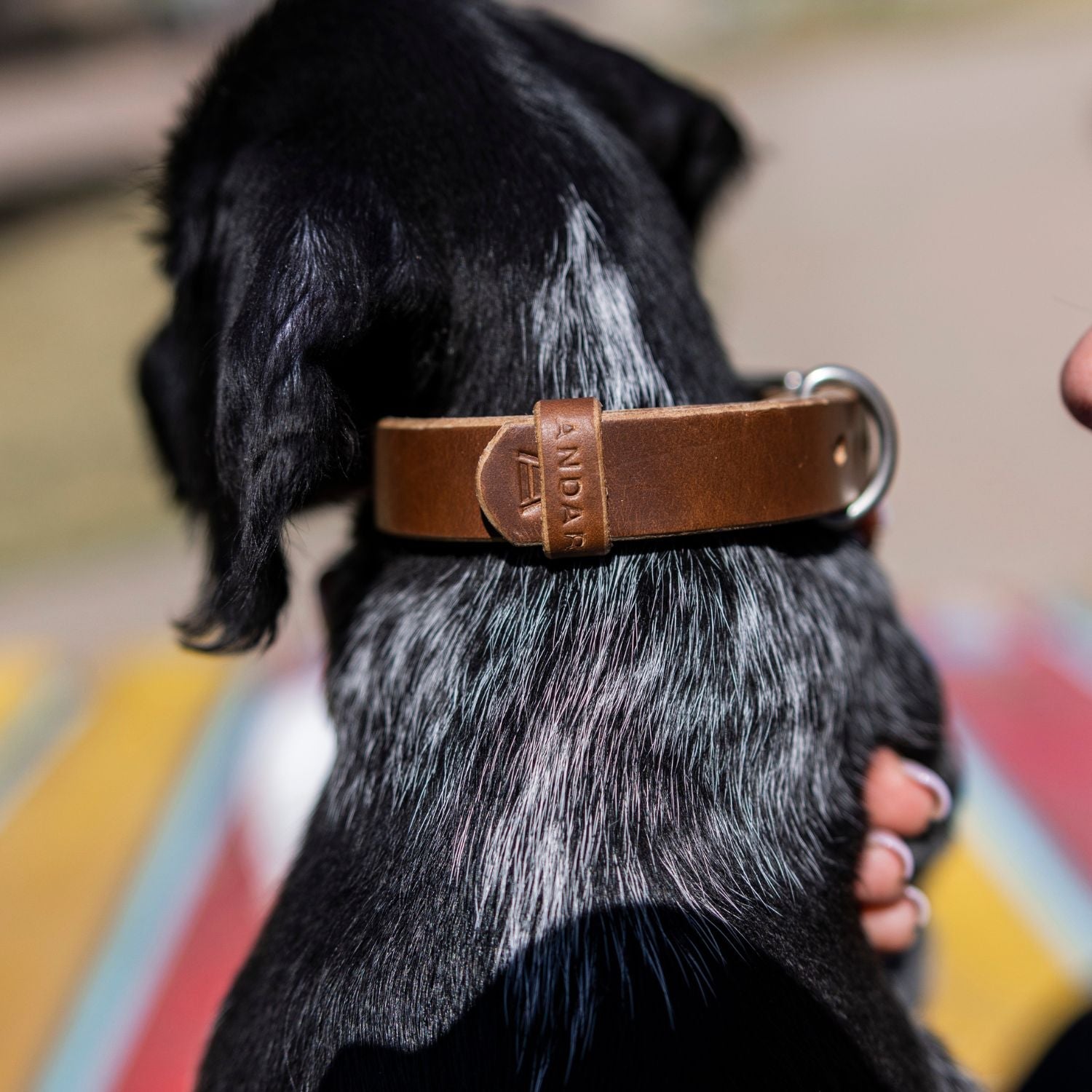 The Dog Collar - The Peony Haus