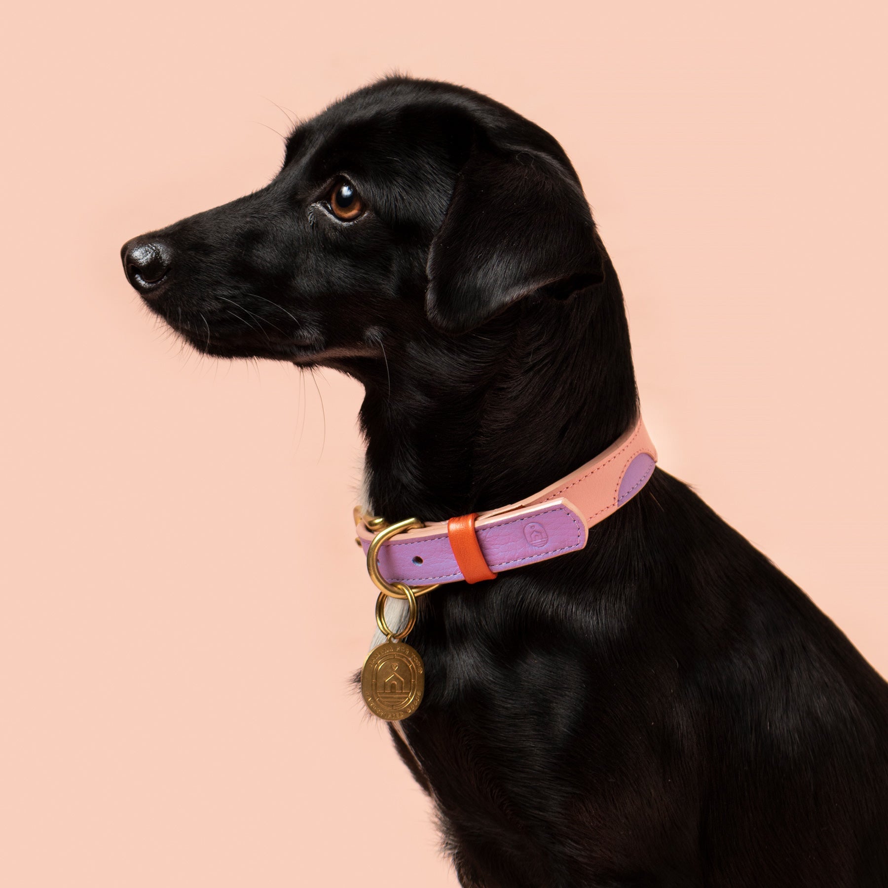 Sweet Collar