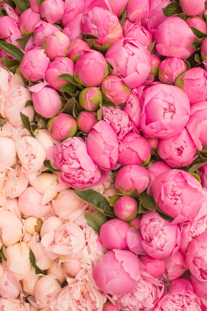 Paris Pink Peony Season Print