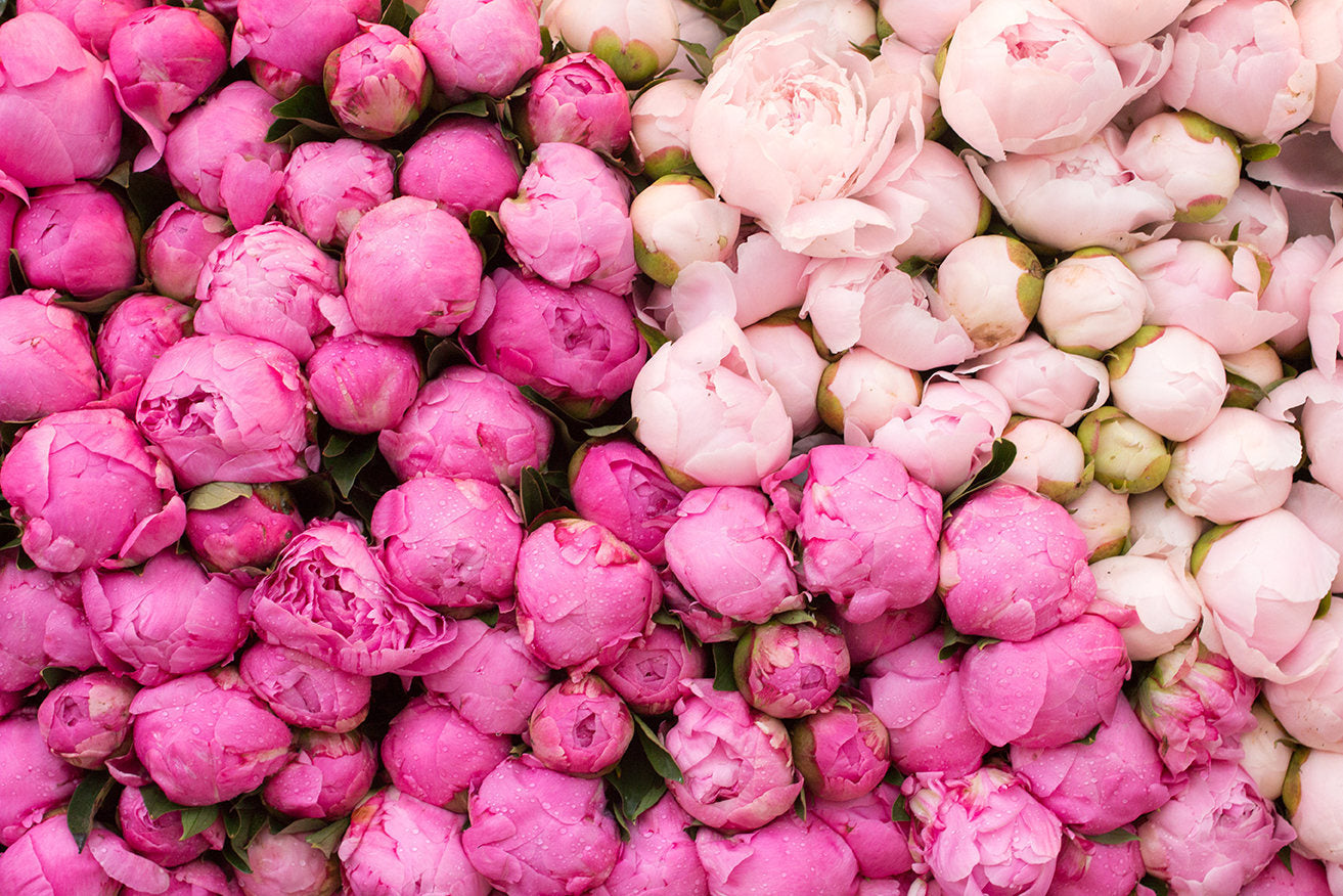 Peony Season in Paris Print