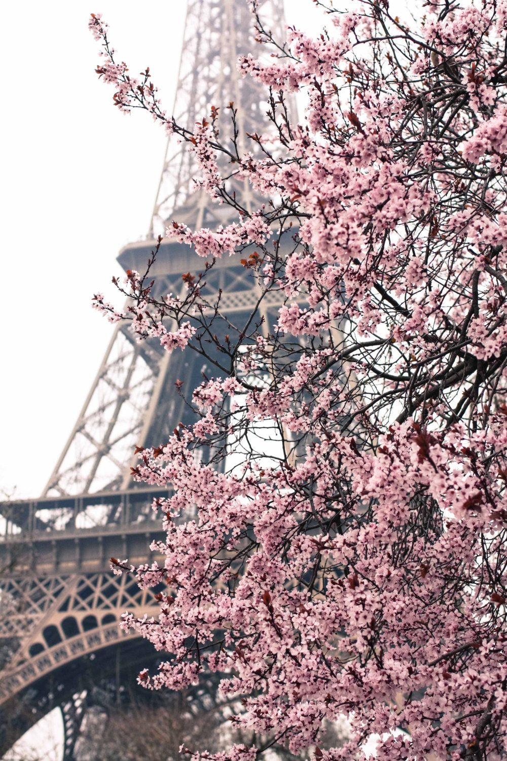 Paris in the Springtime Print