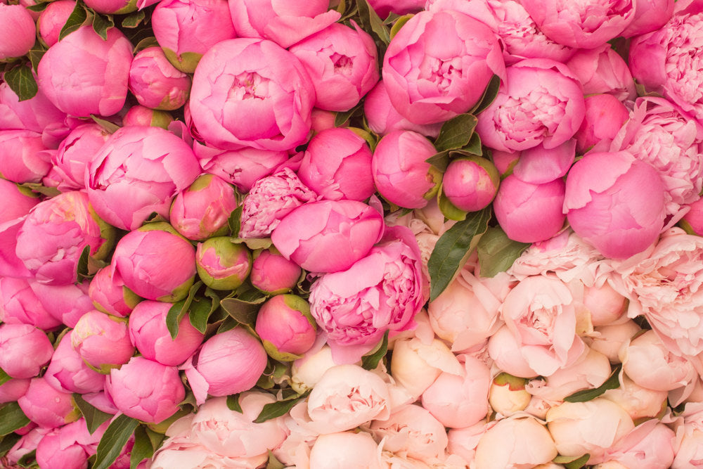 Paris Pink Peony Season Print