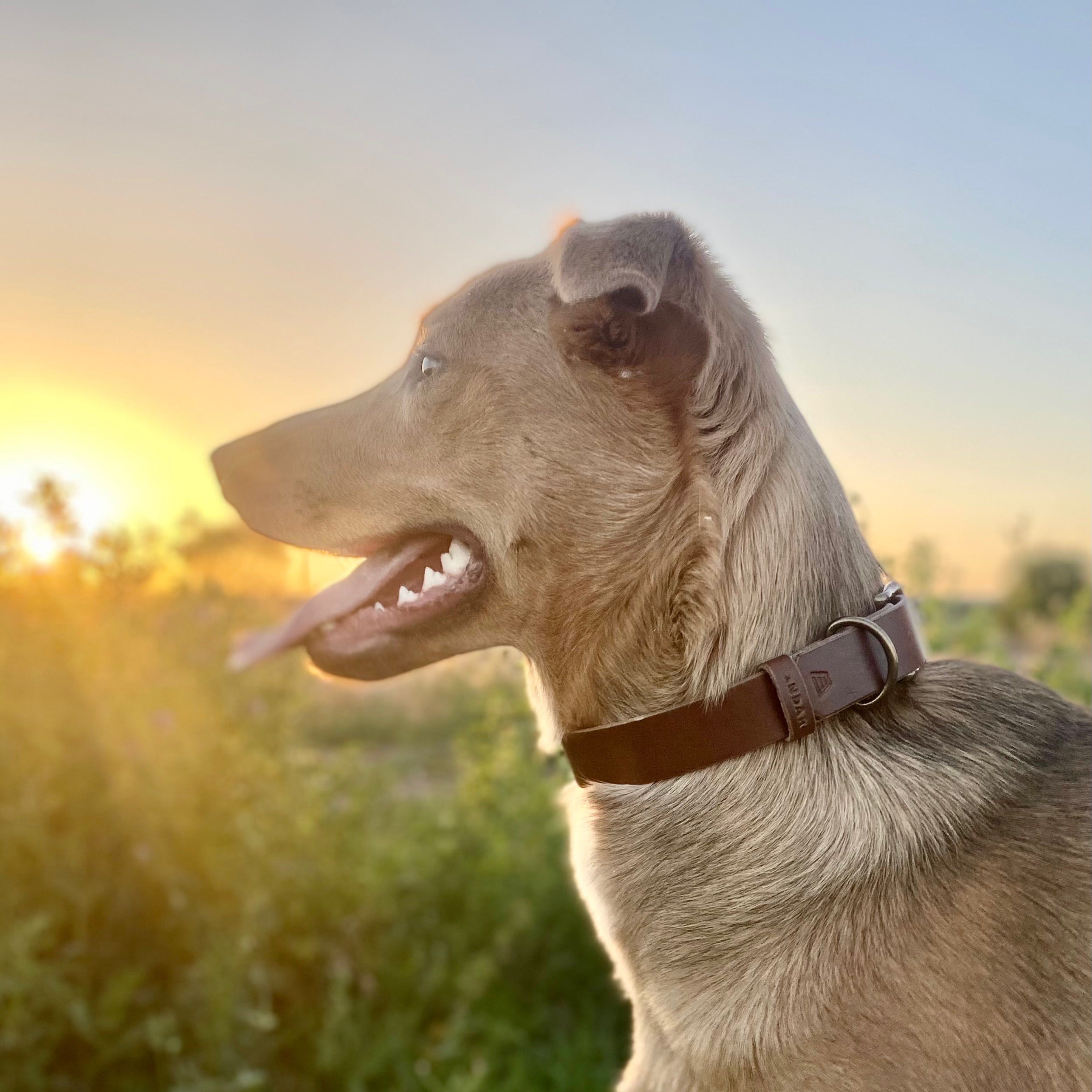 The Dog Collar - The Peony Haus