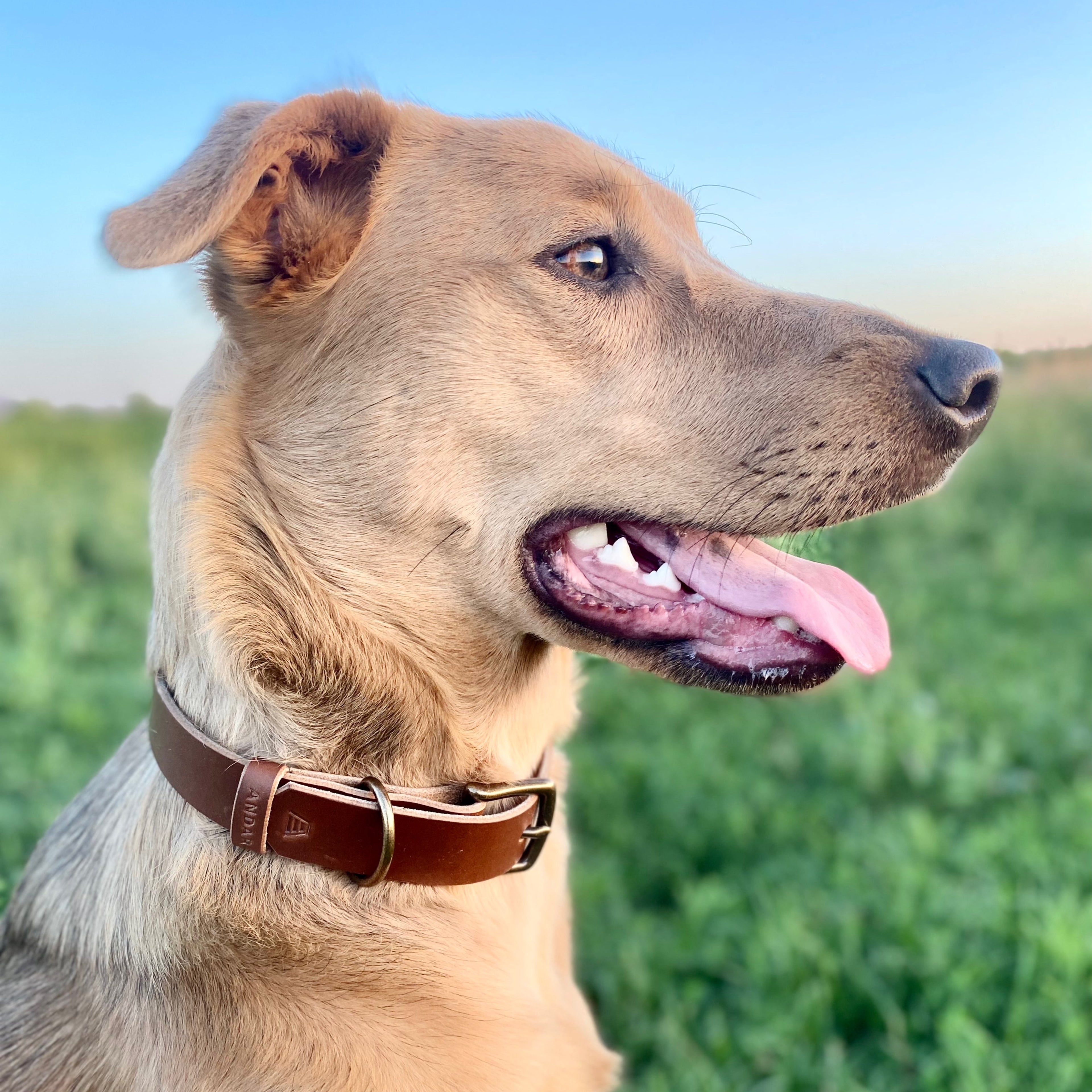 The Dog Collar - The Peony Haus