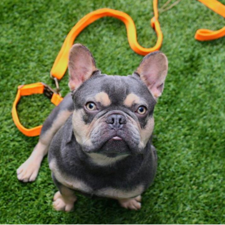 Malibu Sunset Sustainable Hemp Cotton Adjustable Dog Leash – Durable & Soft