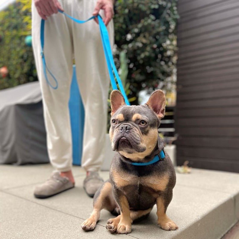 Malibu Sunset Sustainable Hemp Cotton Adjustable Dog Collar– Durable & Soft