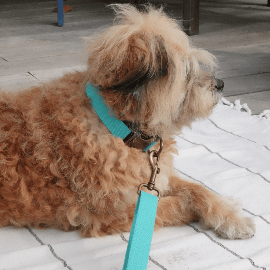 Malibu Sunset Sustainable Hemp Cotton Adjustable Dog Collar– Durable & Soft