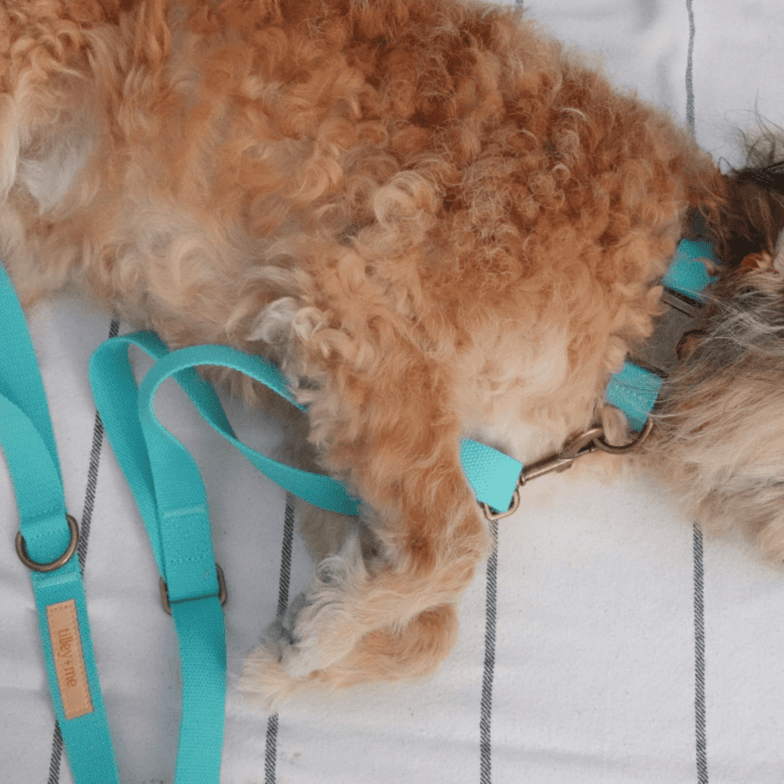 Malibu Sunset Sustainable Hemp Cotton Adjustable Dog Collar– Durable & Soft